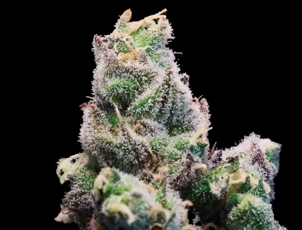 Red Runtz Cannabis Seeds by Bulk White Label