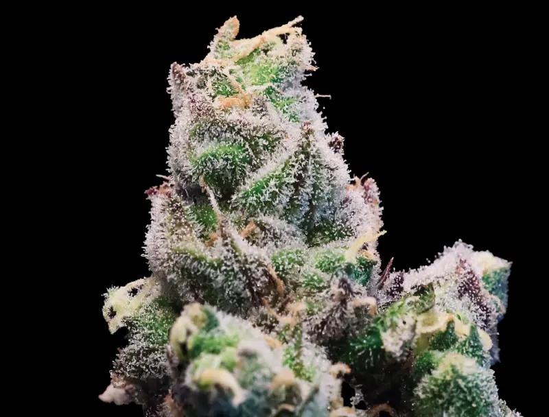 Red Runtz Cannabis Seeds by Bulk White Label
