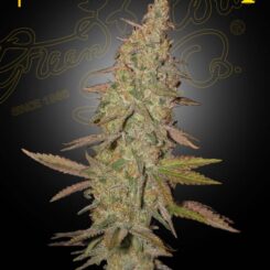 Greenhouse Seed Co Arjan's Ultra Haze #1