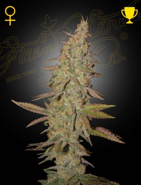 Greenhouse Seed Co Arjan's Ultra Haze #1