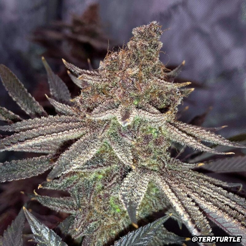 Bad Apple cannabis seeds by Dirty Bird Genetics