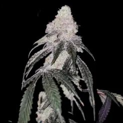 Battle Axe R1 Cannabis Seeds by Ethos Genetics