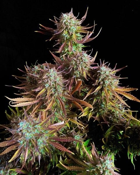 FastBuds > Guava Auto