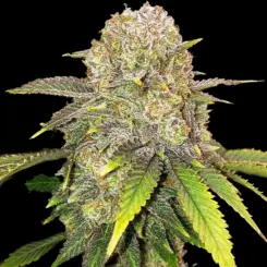 Master Kush RBX Cannabis Seeds by Ethos Genetics