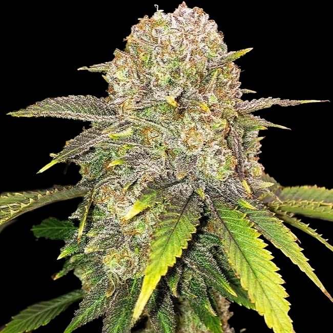 Master-Kush-Rbx-cannabis-seeds-by-ethos-genetics1 Master Kush RBX Cannabis Seeds by Ethos Genetics