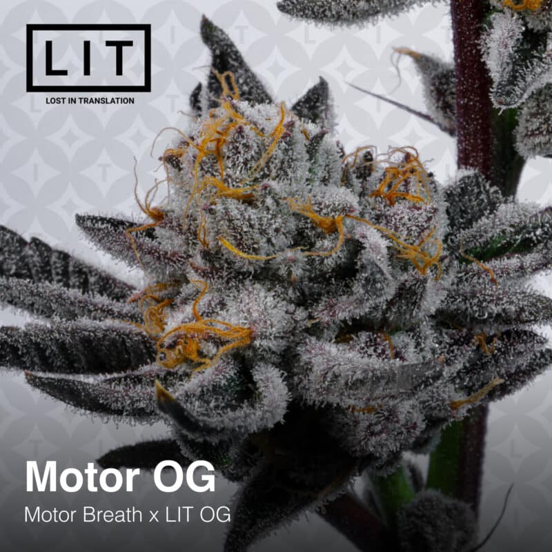 LIT Farms Motor OG