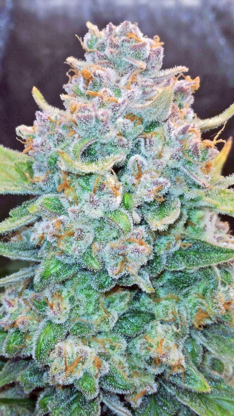 FastBuds > Papaya Cookies Auto