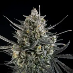 FastBuds > Pound Cake Auto