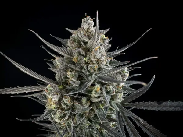 FastBuds > Pound Cake Auto