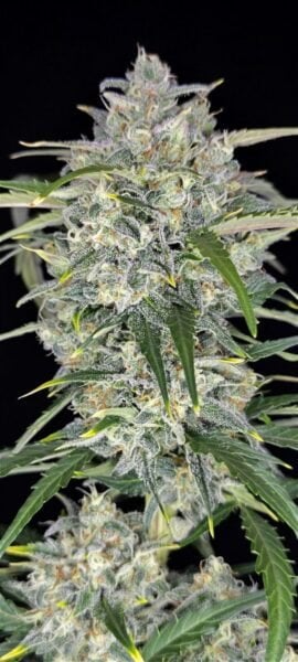 FastBuds > Sour Jealousy Auto