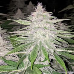 Rare Dankness > Starkiller Haze