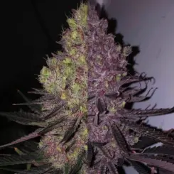 Trop Cherry Duet Cannabis Seeds by Ethos Genetics