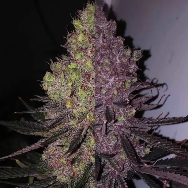 Trop Cherry Duet Cannabis Seeds by Ethos Genetics