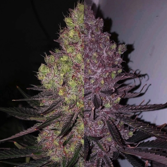 Trop-Cherry-Duet-cannabis-seeds-by-ethos-genetics1 Trop Cherry Duet Cannabis Seeds by Ethos Genetics