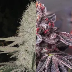 Zoap Duet Cannabis Seeds by Ethos Genetics