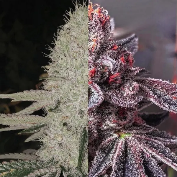 Zoap Duet Cannabis Seeds by Ethos Genetics