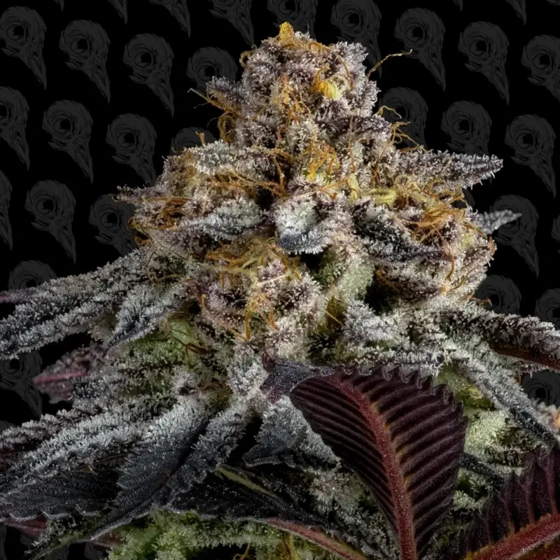 bad apple cannabis seeds by dirty bird genetics