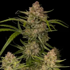 Guava Auto Cannabis Seeds by Fastbuds