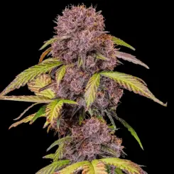 Lemon Cherry Cookies Auto Cannabis Seeds by Fastbuds