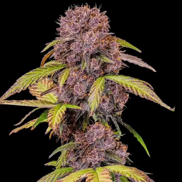Lemon Cherry Cookies Auto Cannabis Seeds by Fastbuds