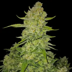 Papaya Cookies Auto Cannabis Seeds by Fastbuds