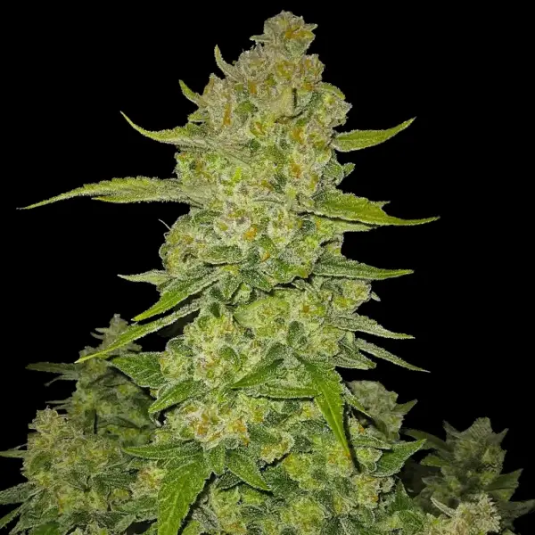 Papaya Cookies Auto Cannabis Seeds by Fastbuds