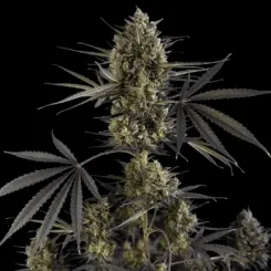 Pound Cake Auto Cannabis Seeds by Fastbuds