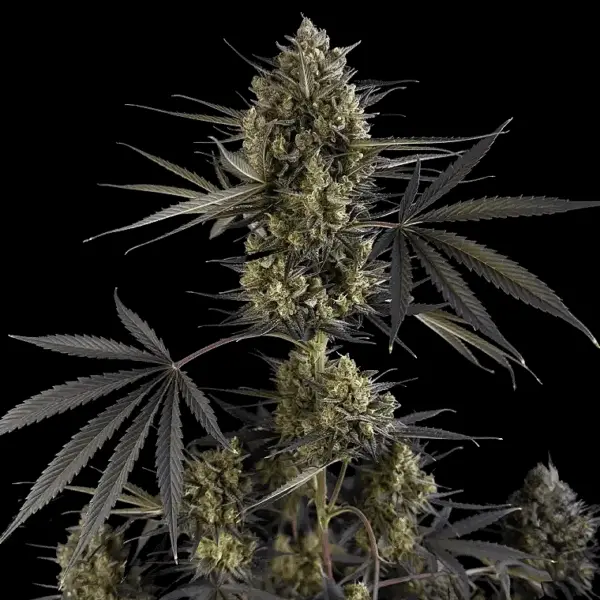 Pound Cake Auto Cannabis Seeds by Fastbuds