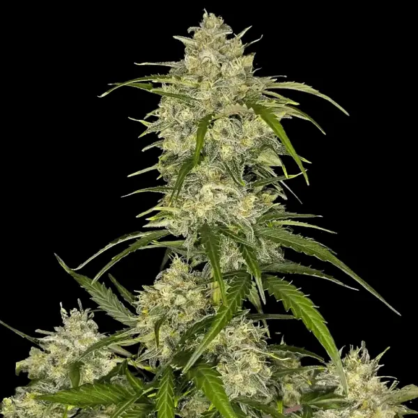 Sour Jealousy Auto Cannabis Seeds by Fastbuds