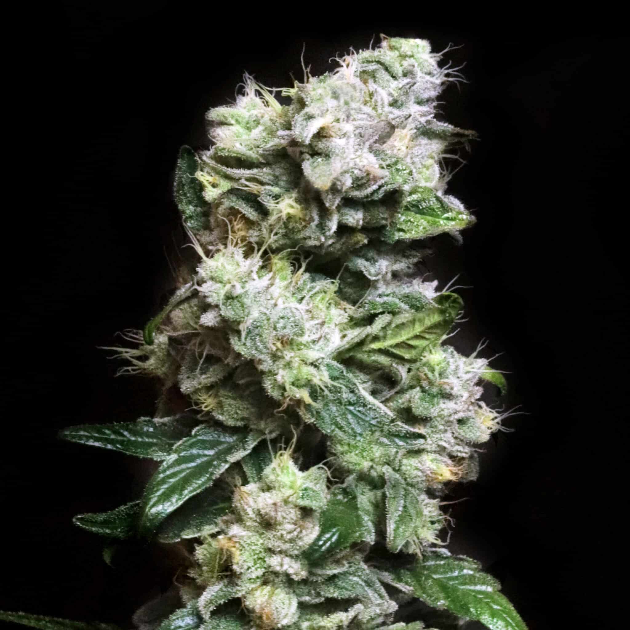 North Atlantic Seed Coupon - sdy8jrn