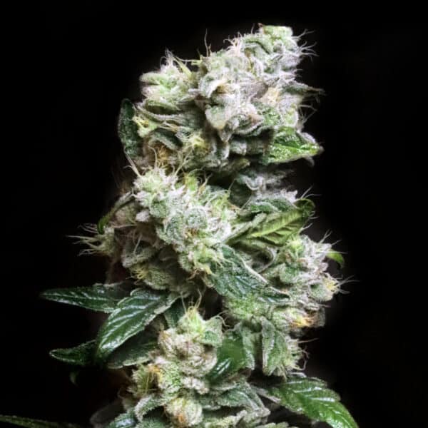 Elev8 Seeds > Blunt Bombs