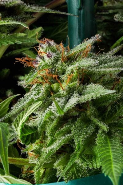 Purple Caper Chocolate Hashberry #31 F3 weed seeds, marijuana seeds, cannabis seeds