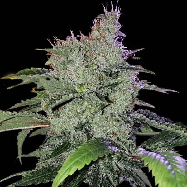 Chem Funk R1 Cannabis Seeds by Ethos Genetics