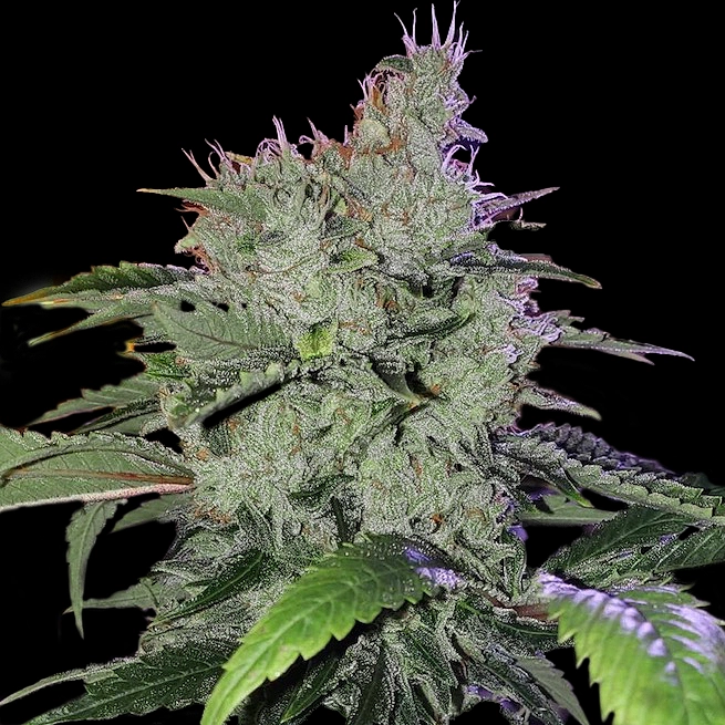 Chem-Funk-R1-cannabis-seed-by-ethos-genetics Chem Funk R1 Cannabis Seeds by Ethos Genetics