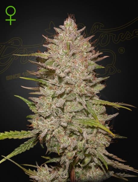 Greenhouse Seed Co > Chemical Candy Auto cannabis seeds marijuana seeds weed seeds