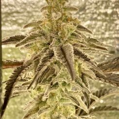 Diamondnugz Cosmic Cake Bx