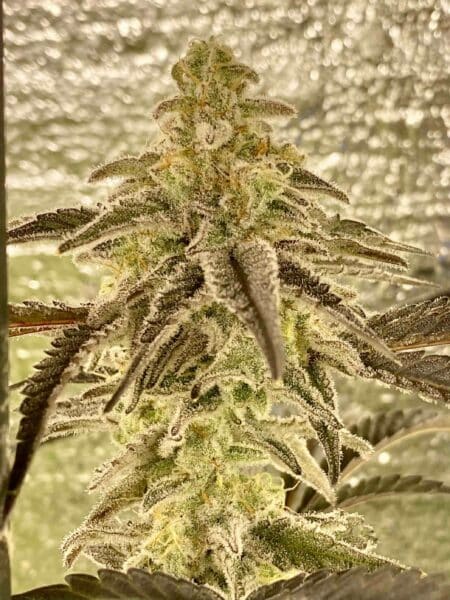 Diamondnugz Cosmic Cake Bx