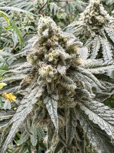 Diamondnugz Cosmic Glue