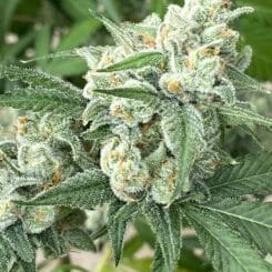 Diamondnugz Cosmic Moon