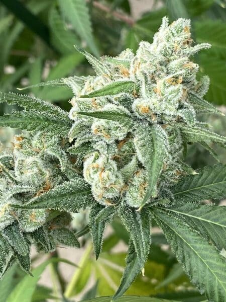 Diamondnugz Cosmic Moon