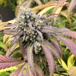 Diamondnugz Cosmic Shine