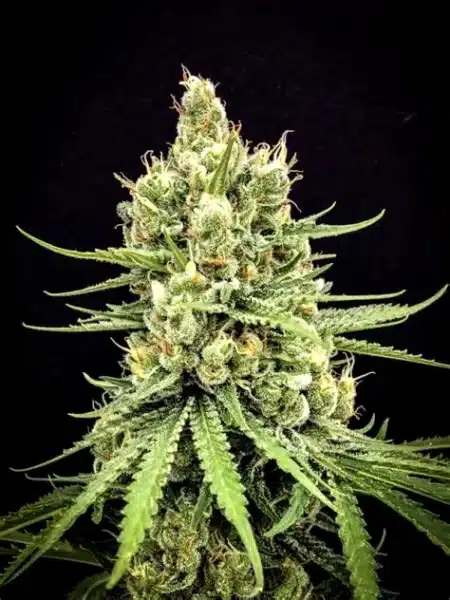 Mz Jill > Dairy Queen cannabis seeds marijuana seeds weed seeds
