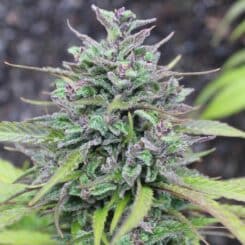 Purple Caper Seeds Ed Rosenthal Super Caper weed seeds, cannabis seeds, marijuana seeds