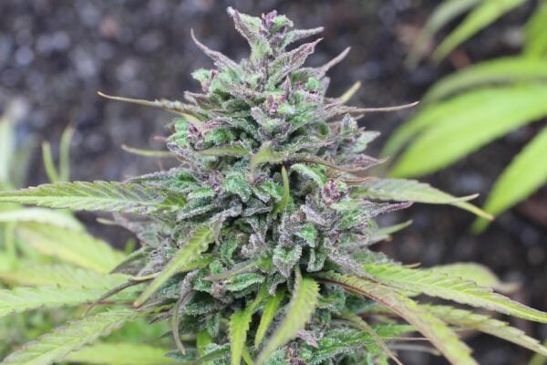 Purple Caper Seeds Ed Rosenthal Super Caper weed seeds, cannabis seeds, marijuana seeds