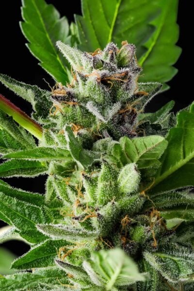 Purple Caper Forum Cookies X, weed seeds, cannabis seeds, marijuana seeds