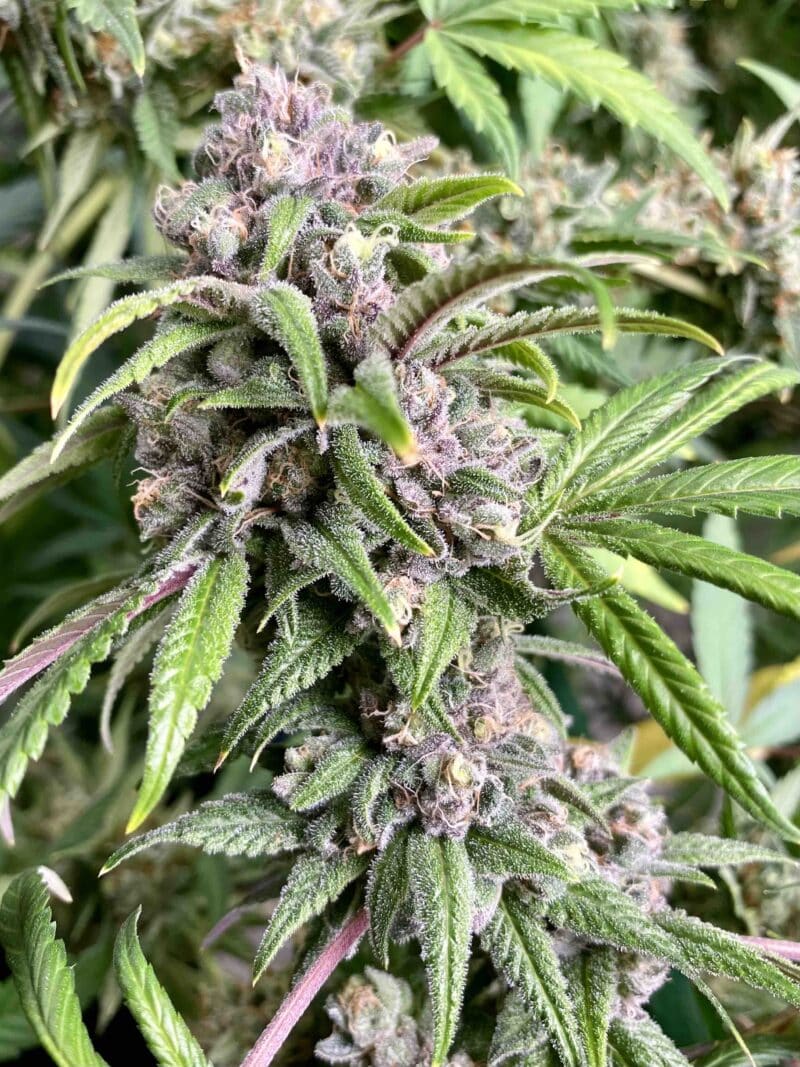 Diamondnugz ICU Bx