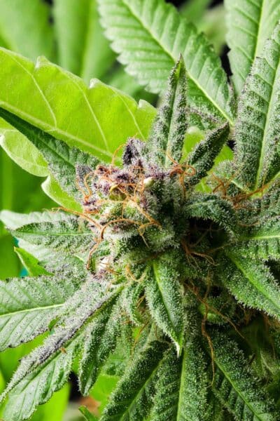 Purple Caper Purple Haze weed seeds, cannabis seeds, marijuana seeds