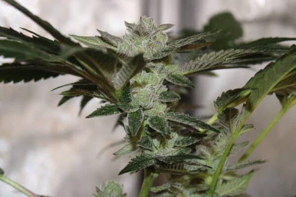 Purple Caper Sour Haze marijuana seeds, weed seeds, cannabis seeds