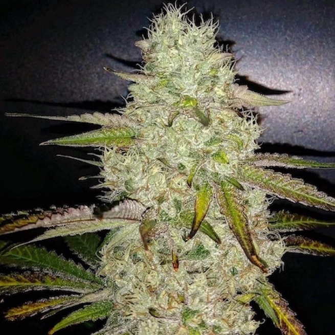 Toasted-R1-cannabis-seeds-by-ethos-genetics1 Toasted R1 Cannabis Seed by Ethos Genetics
