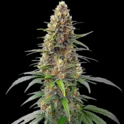Permanent Marker Auto Cannabis Seeds by Bulk White Label